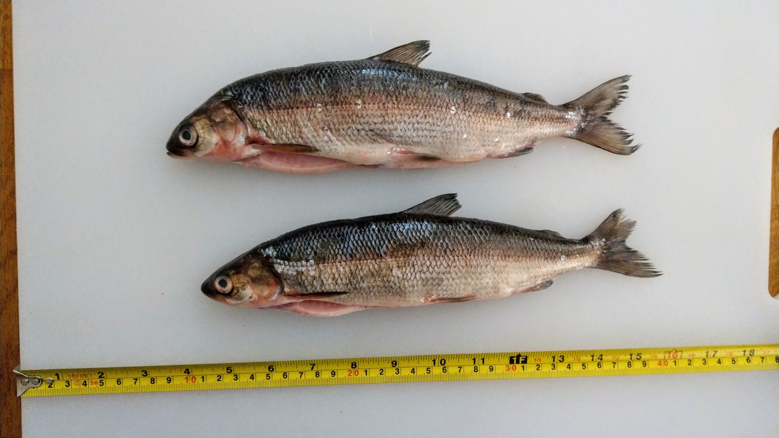 Our local version of silvershoal (the ice-age relict Coregonus pollan)