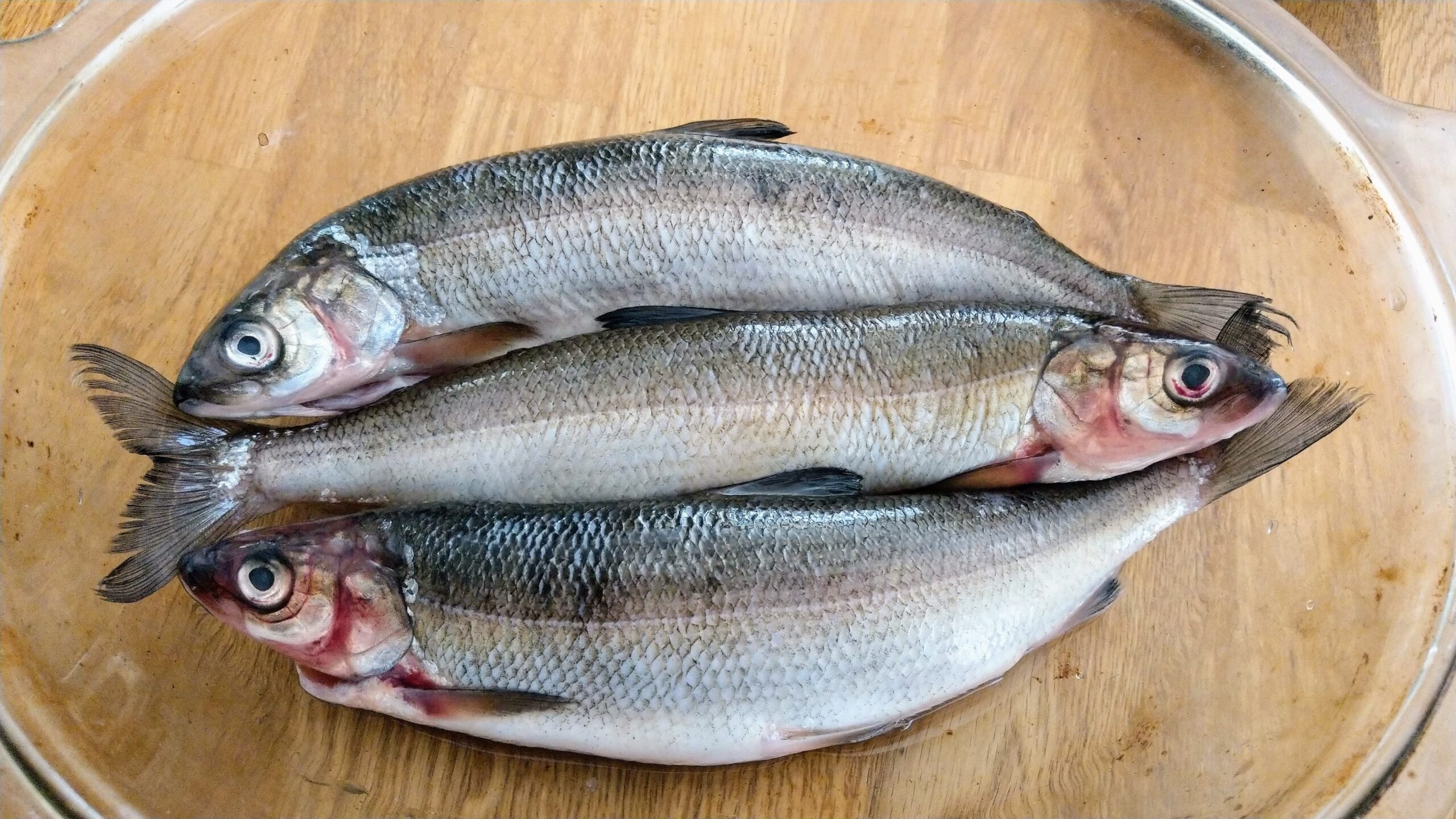 Fresh silvershoal in the dish. ready for brining