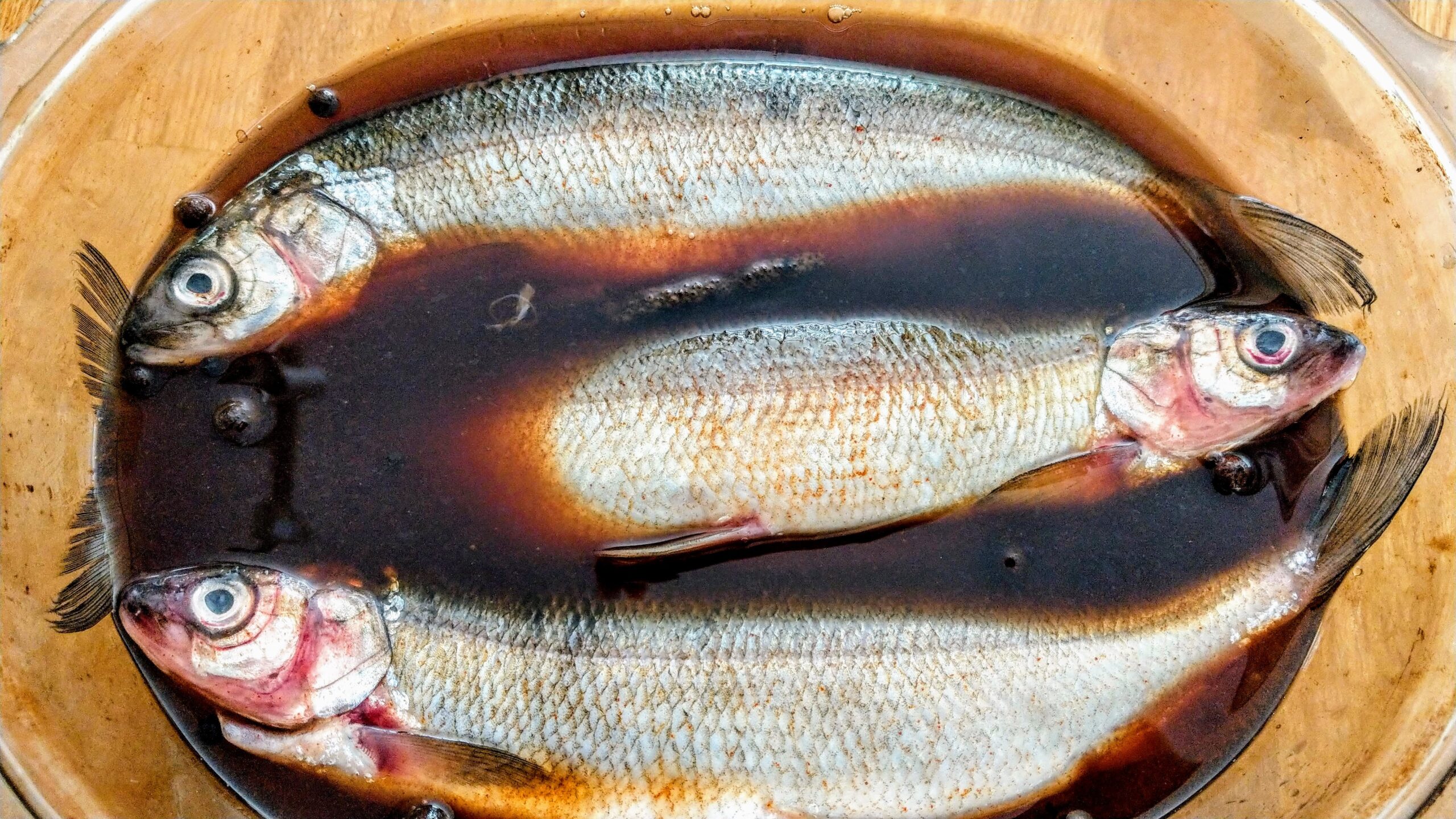 Silvershoal in brine
